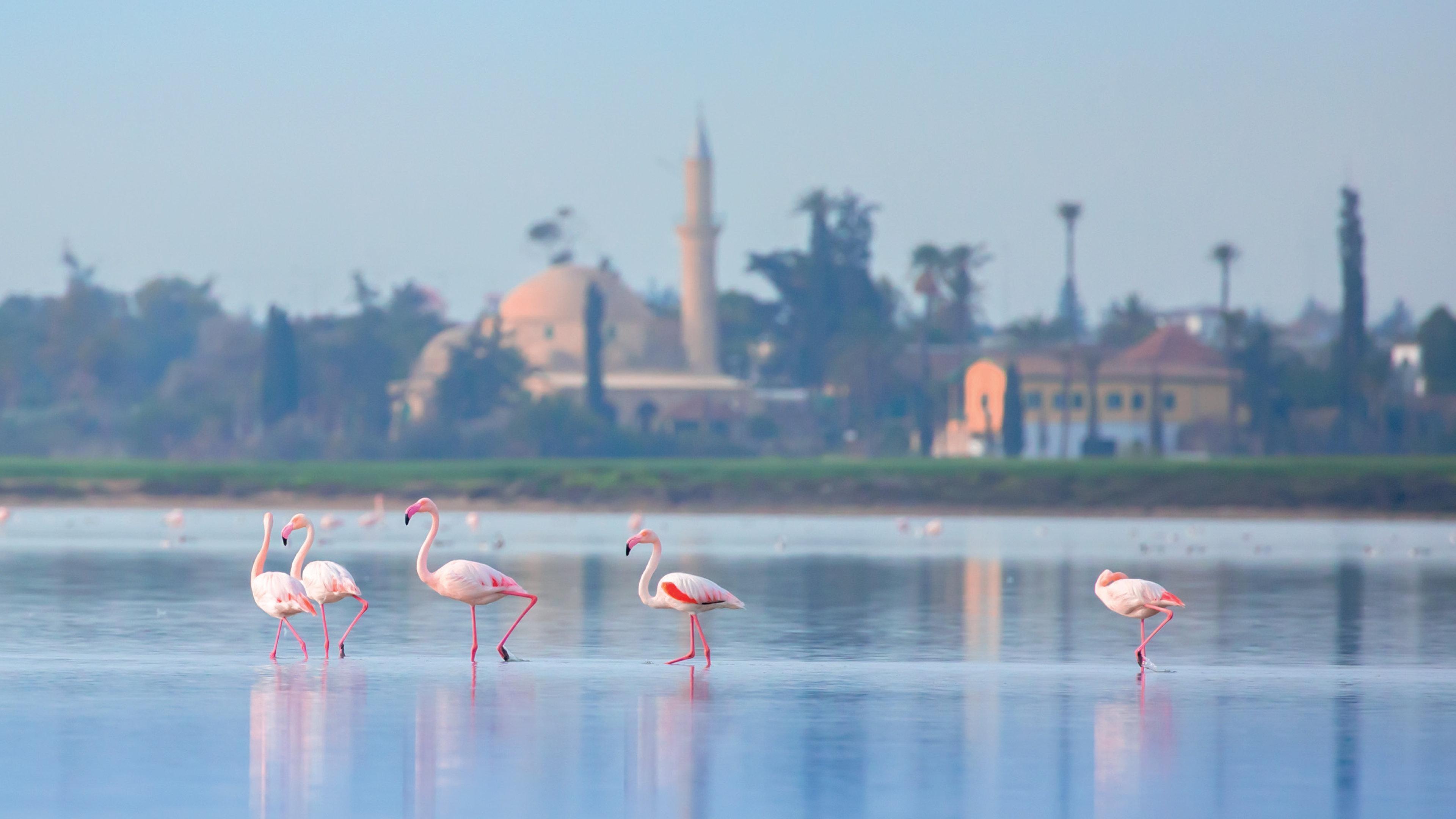 Hotel Indigo Larnaca By Ihg-Adults Only Exteriör bild